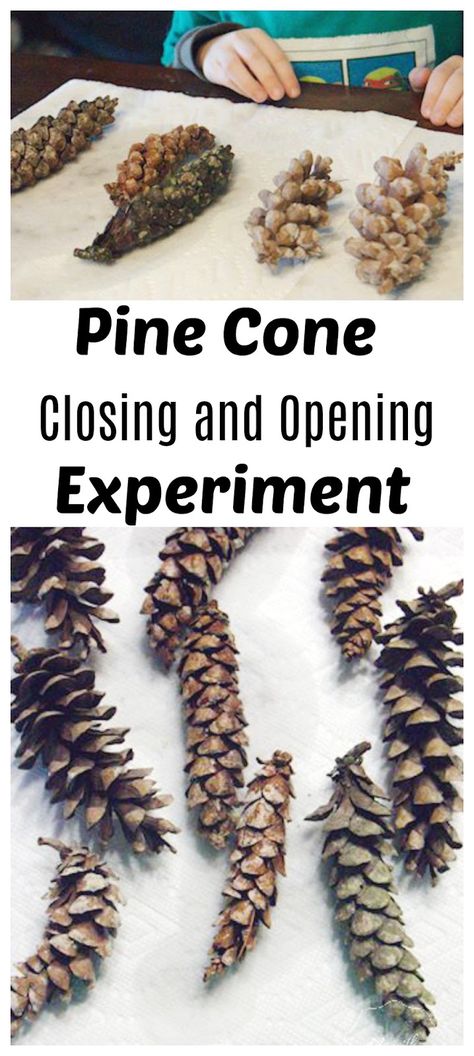 Show kids how pine cones open to release seeds with a simple science experiment. You can close and open the pine cones again and again! Xmas Eyfs, Homeschool Botany, Reggio Science, Osc Activities, Lines Preschool, Nature Experiments, Tree Unit, Prek Science, Homeschooling Science