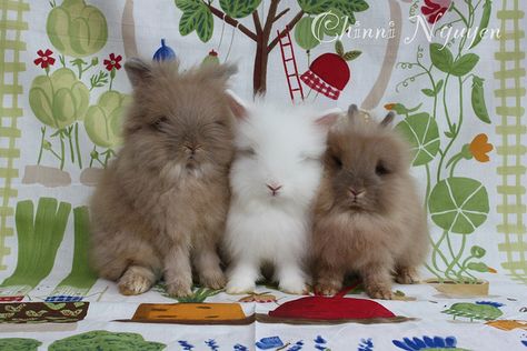 Three bunnies. Three Bunnies, Cutest Bunny Ever, Fluffy Bunny, Awesome Animals, Cuddly Animals, Cute Little Animals, Cute Bunny, Animals Friends, Bunny Rabbit