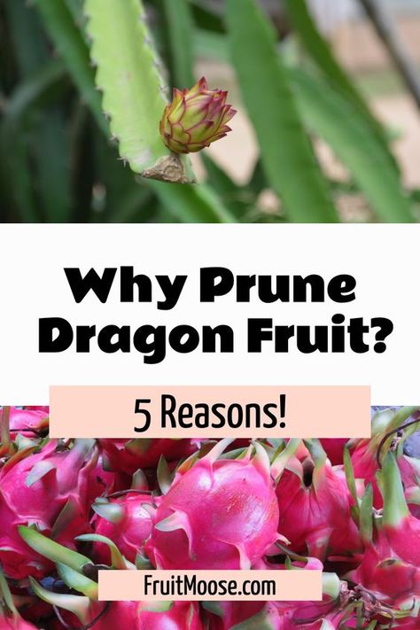 Discover the secrets to thriving dragon fruit plants with our guide on Pruning Dragon Fruit Plants! 🌱 Learn the best techniques to encourage healthy growth and abundant fruiting. Perfect for garden enthusiasts and fruit growers. Dive into our blog for detailed steps and more gardening tips. #PruningGuide #DragonFruitGardening #GardenTips #FruitMoose 🍃🐉 Propagating Dragon Fruit, Dragon Fruit Garden, Growing Dragon Fruit, Dragon Fruit Flower, Dragon Fruit Juice, How To Grow Dragon Fruit, Dragon Fruit Tree, Backyard Orchard, Garden Dragon