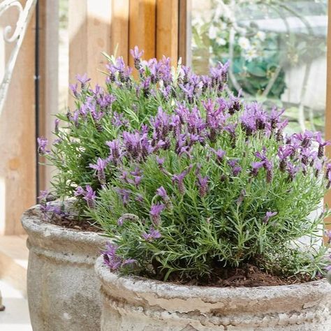 Lavender Pots Front Door, Front Porch Lavender Plants, Lavender Pot, Potted Lavender Outdoor, Lavender In Pots, Lavender Planters, Potted Lavender, Vertical Garden Indoor, Lavender Garden