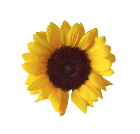 Sunflower Sticker, Planting Sunflowers, Flower Image, Sunflower Png, Flower Shower, Photo Editing Services, Yellow Sunflower, Retro Aesthetic, Flower Images