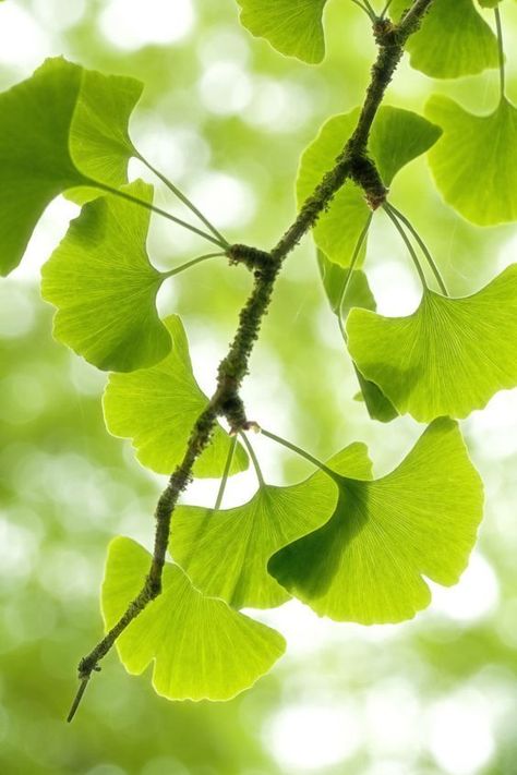 Ginko Biloba, Clover Leaves, Guiyang, Ginkgo Tree, Leaf Photography, Gingko Leaves, Green Inspiration, G K, Ginkgo Biloba