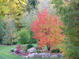 Landscaping Zone 5, Small Trees For Landscaping, Trees For Landscaping, Zone 5 Plants, Shrubs For Landscaping, Small City Garden, Screen Plants, Landscaping Trees, Burning Bush