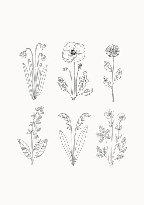 Simply Flowers Draw, Simple Botanical Drawings, Wildflower Drawings, Bloom Drawing, Ryn Frank, Wildflower Drawing, Flower Line Drawings, 3d Art Drawing, Flower Outline