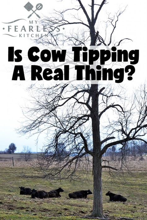 Is Cow Tipping a Real Thing? from My Fearless Kitchen. Have you ever been cow tipping? Could you tip a cow if you wanted to? It might not be quite as easy as you think... #beef #farm #farmlife Advice From A Cow, Fluffy Cows Sticking Their Tongues Out, What Does A Moo Cow Say, Don’t Pet The Fluffy Cows, Cow Tipping, Cow Meme, Summer Wishlist, Wind Break, Farm Food