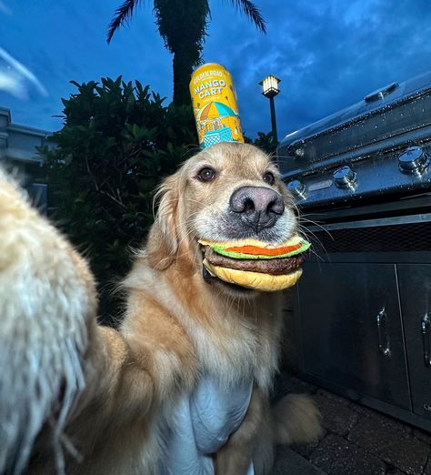 Happy National Cheeseburger Day 🍔 ***The burger and beer are just props*** #dogselfies #dogsofinstagram #goldenretriever #dogsoforlando #dogsofflorida Dog With Hat, National Cheeseburger Day, National Dog Day, Easy Doodle, Dog Pics, Dogs Lover, Easy Doodle Art, Cute Animals Images, Dog Eating