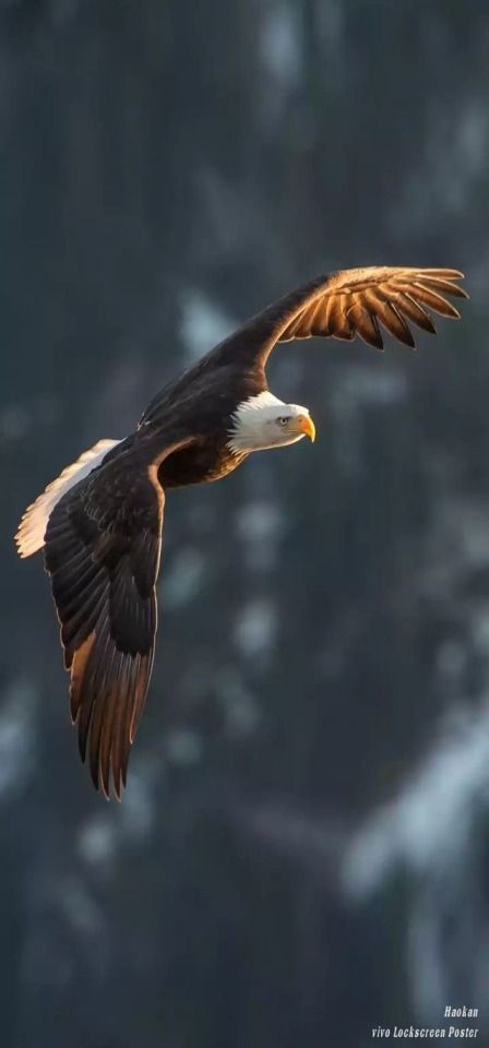 Bald Eagle Photography, Eagle Images, Eagle In Flight, Eagle Wallpaper, Eagle Pictures, Wild Animals Pictures, Animal Funny, Beautiful Bird, Dog Wallpaper