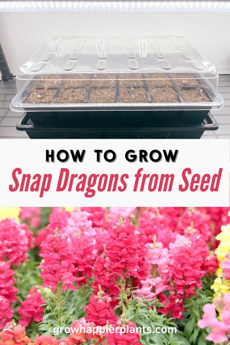 Snapdragon In Pots, Snap Dragon Flowers Garden, Growing Snapdragons From Seed, Snapdragon Garden Ideas, How To Grow Snapdragons, Planting Snapdragons, Growing Snapdragons, Snap Dragons, Snap Dragon