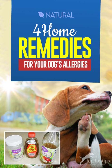 What To Give Dogs For Allergies, Home Remedy For Dog Skin Allergies, Dog Hives Remedies, Allergy Meds For Dogs, Natural Remedies For Dog Allergies, Diy Dog Allergy Remedies, Dog Allergy Remedies Itch Relief Natural, Dog Itching Remedies Skin, Diy Itchy Dog Remedy