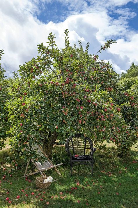 Apple Tree In Garden, Apple Tree Landscaping, Apple Tree Garden, Apple Tree Farm, Fruit Trees Backyard, Tree Pruning, Apple Trees, English Cottage Garden, Design Themes