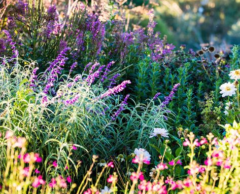 Planting winter flowers? Check out our list of beautiful flowers in season during the colder months in Australia. Lavender, fairy primrose and daphne are old favourites. For something different, try luculia and lily of the valley. Australian Perennial Garden, Australian Flower Garden, Winter Flowers Garden, Winter Lawn Care, Winter Planting, Flowers Australia, Australian Gardens, Plants Under Trees, Australian Winter