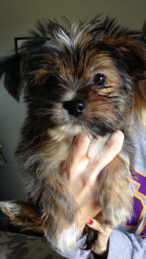 I have a dog named maggie and she is a shih-tzu crossed with a yorkie. she is 7 years old. Shorkie Puppies, Yorkie Poodle, Biewer Yorkie, Shitzu Puppies, Teacup Yorkie Puppy, Yorkie Mix, Hybrid Dogs, Crazy Dog Lady, Yorkie Dogs