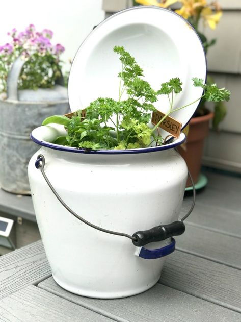 Using a Repurposed Enamelware pot as an Herb Garden. Details at Homeroad.net #enamelware #repurposed #herbgarden #herbs #garden #repurposed Pot Herb Garden, Herb Garden Pots, Container Herb Garden, Chamber Pot, Vintage Christmas Lights, More Friends, Herb Garden Design, Garden Junk, Vintage Enamelware