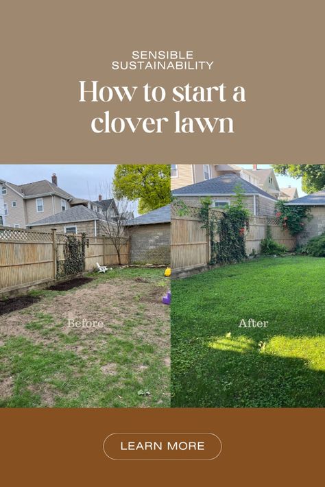 How to start a clover lawn – Sensible Sustainability St Augustine Grass, Clover Lawn, Grass Alternative, Outdoor Patio Ideas Backyards, Nitrogen Fixation, Clover Seed, Lawn Alternatives, Backyard Views, Side Yards