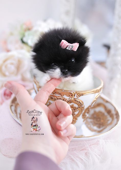 Shihpoo #019 | Teacup Puppies & Boutique Small Dog Tattoo, Dogs Tattoo Ideas, Chinese Crested Puppy, Dog Pfp, Puppies Teacup, Small Dog Tattoos, Pomeranian Chihuahua, Pitbull Dogs, Dog Print Tattoo