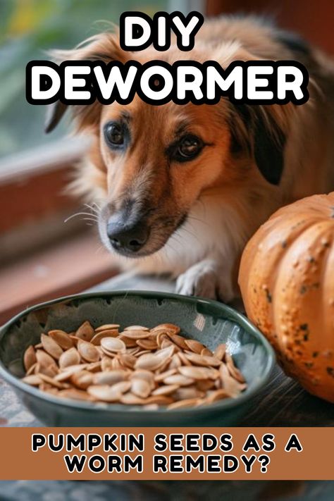 How Can I Deworm My Dog Naturally? [Worm-Free Pups] Natural Dewormer For Dogs, Dewormer For Dogs, Itchy Dog Remedies, Natural Dog Remedies, Deworming Dogs, All Natural Recipes, Dog Meals, Worms In Dogs, Natural Path