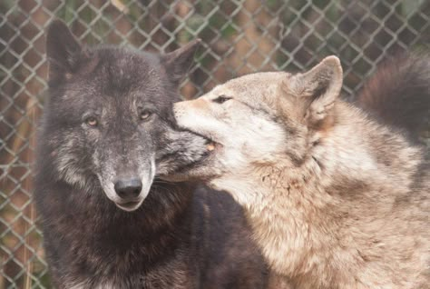 Wolves Playing, Canine Therian, Cute Wolves, Wolf Therian, Wolf Pics, Animal Poses, Wolf Gang, Dog Wolf, Wolf Photography