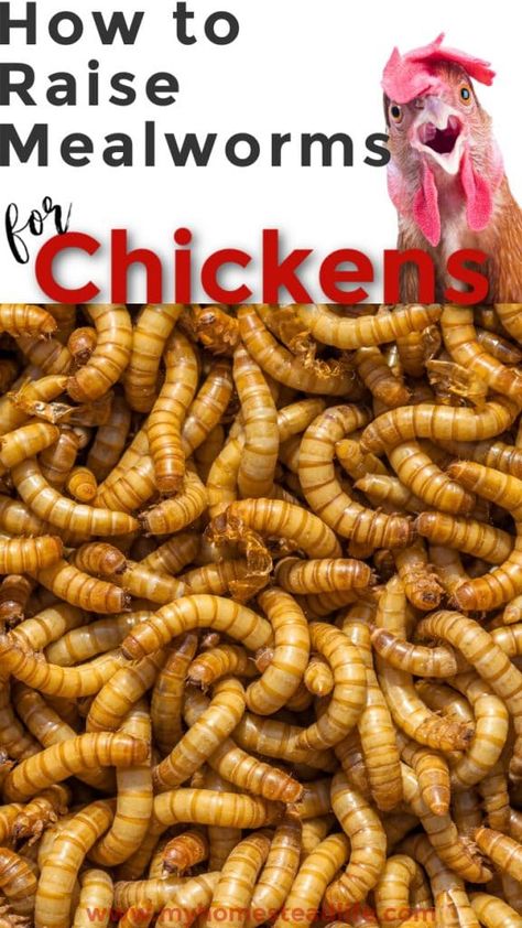 Worms For Chickens, Meal Worms For Chickens, Raising Mealworms, Meal Worms Raising, Mealworm Farm, Packed Snacks, Worm Farming, Meal Worms, Raising Farm Animals