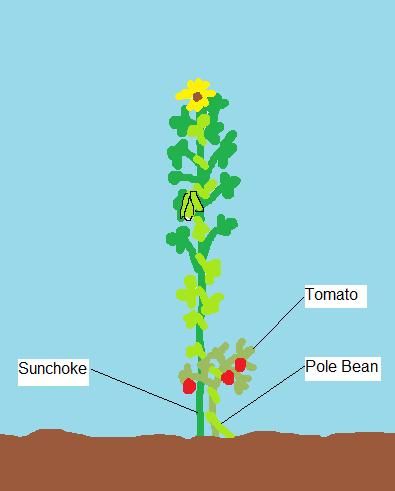 Companion planting idea: plant a sunflower and set out a tomato next to it. Later plant a pole bean. As the pole bean grows it naturally stakes the tomato to the sunflower. Sounds like a good theory, I'll have to experiment. Planting Seed, Gardening Club, Park Ideas, Food Park, Tomato Plant, Pole Beans, 3 Sisters, Garden Veggies, Veg Garden