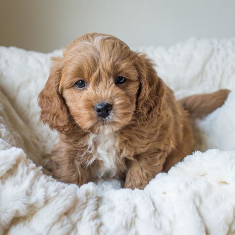 Available Puppies — Bluebell Pup | Cavapoochon Puppies for Sale Worlds Biggest Dog, Cute Puppy Photos, Cavapoo Puppies For Sale, Cute Fluffy Dogs, Cute Teacup Puppies, Big Dog Breeds, Very Cute Puppies, Winter Puppy, Really Cute Puppies