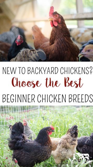 Chickens Backyard Breeds, Leghorn Chickens, Urban Chicken Farming, Baby Chicks Raising, Chickens For Beginners, Best Egg Laying Chickens, Chicken Incubator, Chicken Raising, Egg Laying Chickens