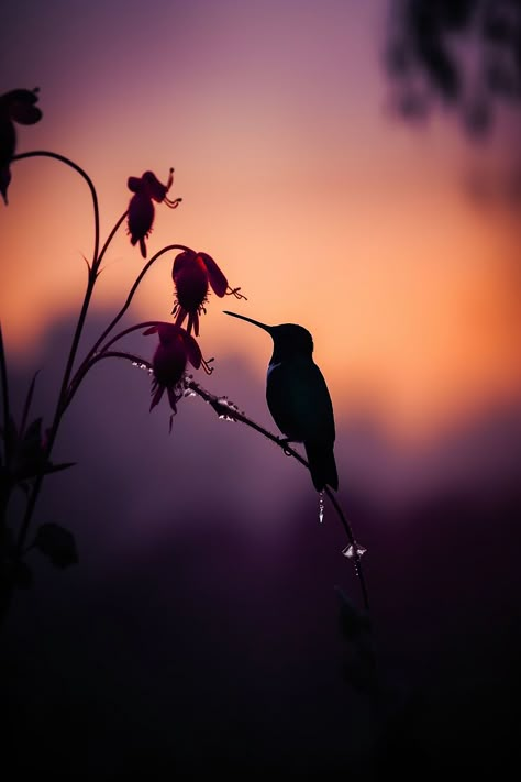 Dusk And Dawn Aesthetic, Peaceful Morning Aesthetic, Peace Images Nature, Morning Light Aesthetic, Landscape Photos Nature, Dawn Core, Creative Nature Photography, Dusk Aesthetic, Everyday Pictures