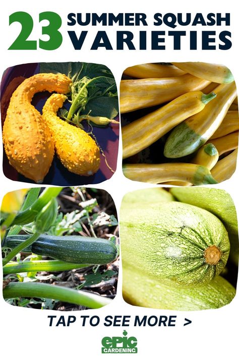 Several images of different kinds of squash. Types Of Squash Summer, Different Squash Types, Squash Types, Growing Vegetables At Home, Regrow Vegetables, Squash Varieties, Vegetable Garden Planning, Cabbage Leaves, Growing Tomatoes