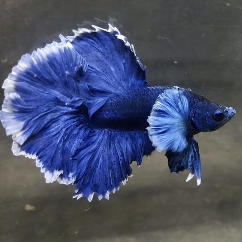 Dumbo Betta Fish, Dumbo Ears, Painting Fish, Gorgeous Animals, Fish Varieties, Betta Tank, Beta Fish, Water Life, Exotic Fish