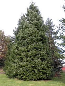 Grand Fir, Plant Palette, Fir Needles, Northwest Garden, Street Trees, Zone 5, Beautiful Yards, Cascade Mountains, Ultimate Christmas