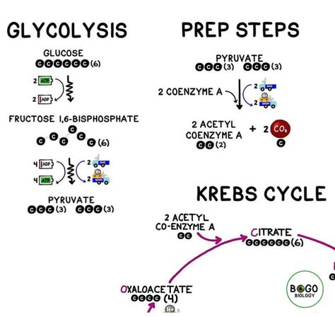 Glycolysis Cycle, Acetyl Coa, Krebs Cycle, Electron Transport Chain, Cellular Respiration, Biology Labs, Science Videos, Biology Notes, Science Photos