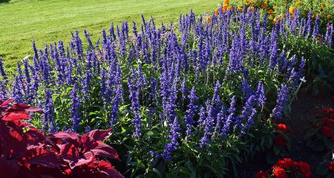 20 Plants That Like Full Sun & Heat (Heat Tolerant Plants) | Proven Winners Landscaping Full Sun Front Yard, Full Sun Border Plants, Front Yard Landscaping Design Layout Full Sun, Arizona Plants Full Sun, Thrill Fill Spill Combinations Full Sun, Border Plants Full Sun, Direct Sun Plants Outdoor, Plants For Hot Weather, Full Sun Garden Ideas