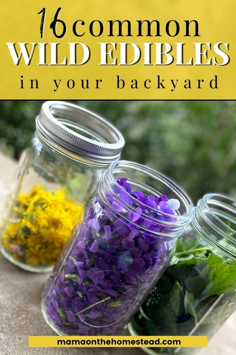 Plants And Their Uses, Medicinal Wild Plants, Wild Foraging, Wild Onions, Wild Food Foraging, Foraging Recipes, Homemade Foods, Edible Wild Plants, Foraged Food