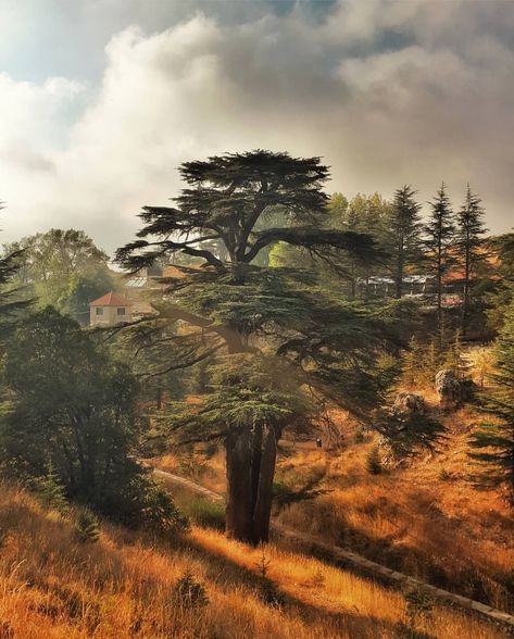 Cedars of God. Lebanon. Hasansalemé Lebanese filmmaker Cedar Of Lebanon Trees, Lebanese Cedar Tree, Lebanon Architecture, Lebanon Tree, Cedrus Libani, Lebanese Culture, Unusual Trees, Cedars Of Lebanon, Lebanon Cedar