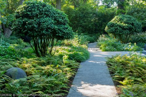 Small Woodland Garden, Garden Uk, English Garden Design, Small Nurseries, Minimalist Garden, London Garden, Garden Walkway, Specimen Trees, Spring Flowering Bulbs