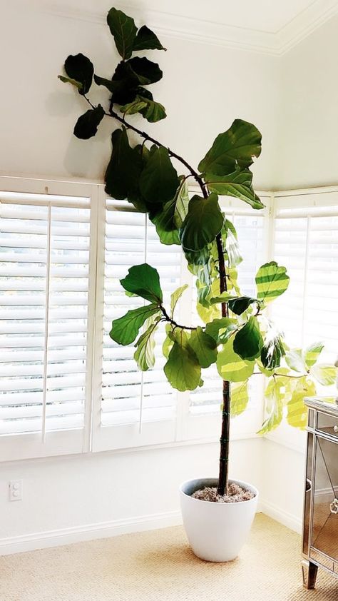 Fiddle Leaf Fig Tree Indoor Decor, Big Fiddle Leaf Fig Tree, Fiddle Leaf Tree In Living Room, Tall Fiddle Leaf Tree, Fiddle Leaf Living Room, Fiddle Tree Living Room, Indoor Fiddle Leaf Tree, Large Fiddle Leaf Tree Living Room, Fiddle Leaf Tree Decor