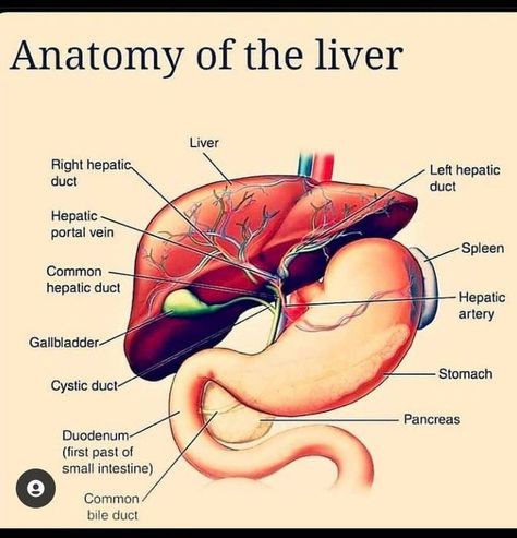 Anatomy of the liver The Liver Anatomy, Liver Anatomy, Basic Anatomy, Basic Anatomy And Physiology, Bile Duct, The Liver, Med School, Anatomy And Physiology, Study Notes