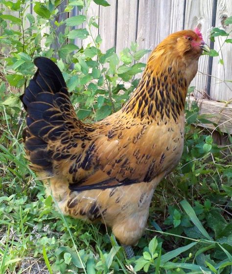 easter egger hen images - Google Search Largest Chicken Breed, Olive Egger Chicken, Cochin Chickens, Easter Egger Chicken, Chicken Hatching, Olive Egger, Wyandotte Chicken, Easter Eggers, Raising Chicks