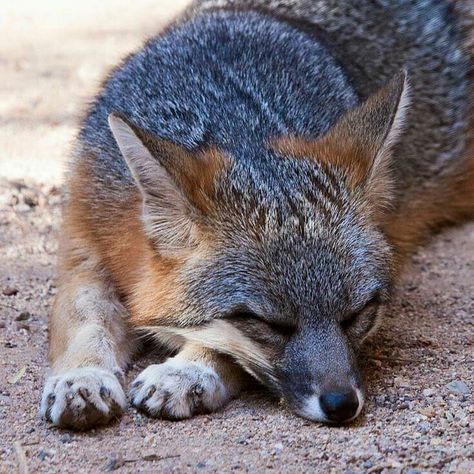 Gray Fox Grey Fox Aesthetic, Coastal Wolf, Fox Aesthetic, Fox Gif, Real Animals, Grey Fox, Life List, Jack Rabbit, Rabbits