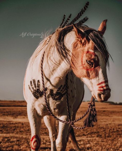 Native American Horse Paint, Indian Painted Horses, Indian Horse Photography, Indian Horse Painting, Cowboy Photography, Native American Horses, Indian Horses, Painted Horses, Horse Costumes