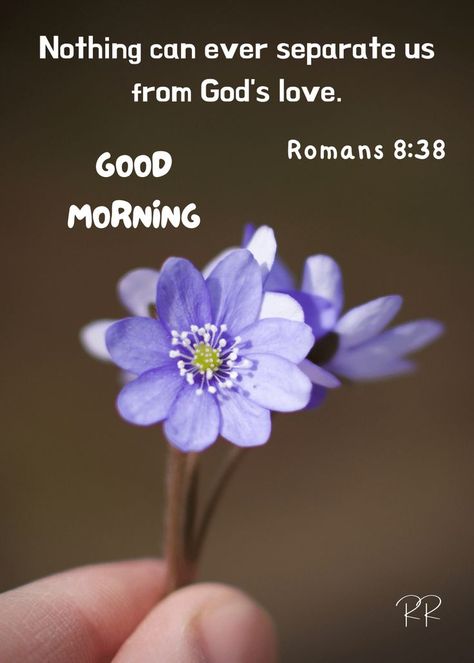 Good Morning Scripture, Good Morning Blessings, Good Morning Bible Verse, Good Morning Rainy Day, Morning Scripture, Sunday Greetings, Scripture Images, Images With Quotes, Good Morning Flowers Quotes