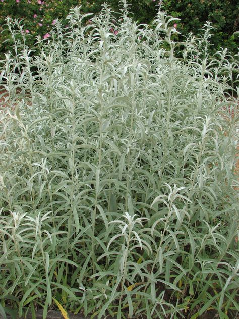 Prairie Sage, White Sagebrush | Tennessee Smart Yards Native Plants Sage Plant, Prairie Garden, Backyard Plants, Plant Cuttings, Food Source, Flower Show, Drought Tolerant, Native Plants, Green Flowers