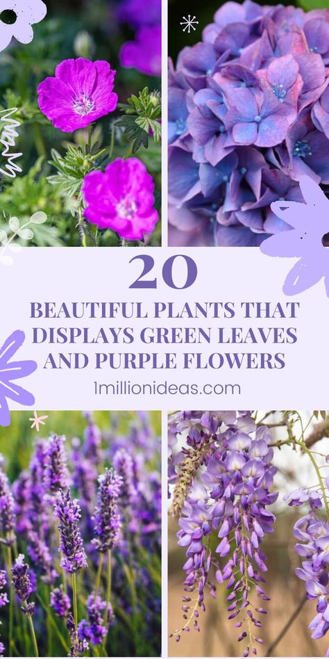 If you want to bring your garden an attractive look and grace, you are reading the right post. We are so glad to share 20 Beautiful Plants That Displays Green Leaves And Purple Flowers that you will fall in love with their natural beauty. When growing them in your garden, you can mix these shades of purple flowers with pink, blue, and even white-colored plants to give your home a more classic and befitting appearance. Plants With Purple Flowers, Beautiful Plants, Purple Flower, Shades Of Purple, Star Shape, Purple Flowers, Green Leaves, Garden Ideas, Fall In Love