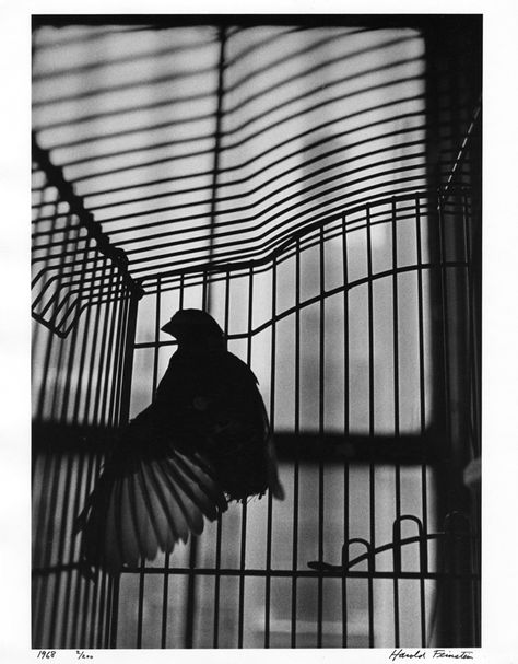 When i saw this picture something broke inside me as if it was my heart in despair and loneliness and this bird was hitting the walls of the cage as if any of these walls will fall down and it will fly away and away.   Free me Free my soul Everything in this cage, is really very cold I want to live i want to fly but stick to me is every eye. Be a kind  Be a love just stop being a spy. Birdcage Aesthetic Dark, Bird Cage Aesthetic Dark, Dark Bird Aesthetic, Cage Aesthetic Dark, Bird In A Cage Aesthetic, Bird Aesthetic Dark, Caged Bird Aesthetic, Black Bird Aesthetic, Songbird Aesthetic