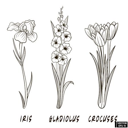 123RF - Millions of Creative Stock Photos, Vectors, Videos and Music Files For Your Inspiration and Projects. Iris Flower Tattoo, Gladiolus Tattoo, Hoverfly, Iris Tattoo, Traditional Tattoo Flowers, History Tattoos, Gladiolus Flower, Small Flower Tattoos, Flower Drawing Tutorials