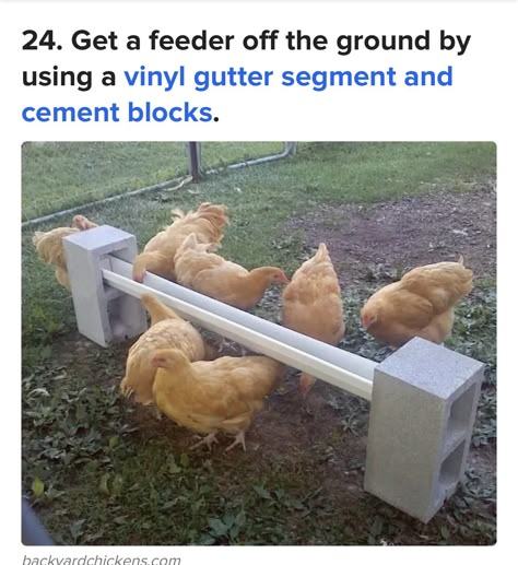 Diy Chicken Roosting Ideas, Diy Chicken Coop Roosts, Cheap Chicken Coop Diy Simple, Chicken Coop Toys Ideas Diy, Upcycled Chicken Coop Ideas, Chicken Yard Ideas Easy Diy, Chicken Village Ideas, Chicken Enrichment Ideas Diy, Chicken Coop Enrichment