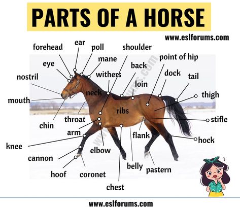 Parts Of A Horse, Animals Name In English, Animal Infographic, Horse Lessons, Animal Body Parts, Animal Names, Horse Anatomy, Animal Anatomy, List Of Animals