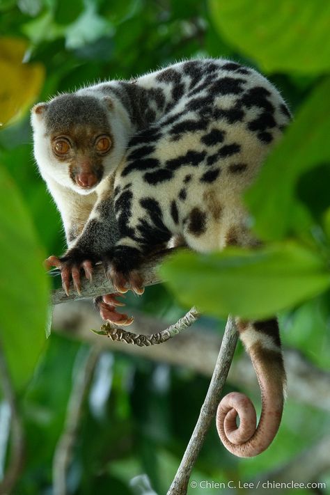 Spotted Cuscus, Monkey Family, West Papua, Nature Picture, Best Nature, Tropical Animals, Cute Small Animals, Interesting Animals, Unusual Animals