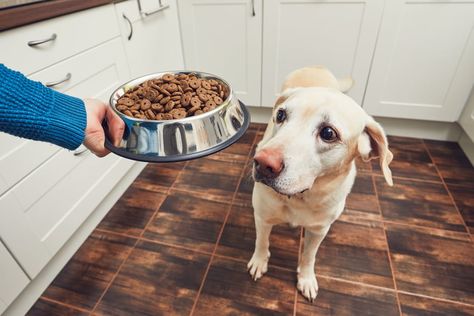 9 Expert Tips For Choosing The Right Brand Of Healthy Dog Food - Care.com Healthy Brands, Grain Free Dog Food, Dog Food Brands, Healthy Dog Food Recipes, Human Food, Best Dog Food, Grain Free Recipes, Dog Feeding, Dry Dog Food