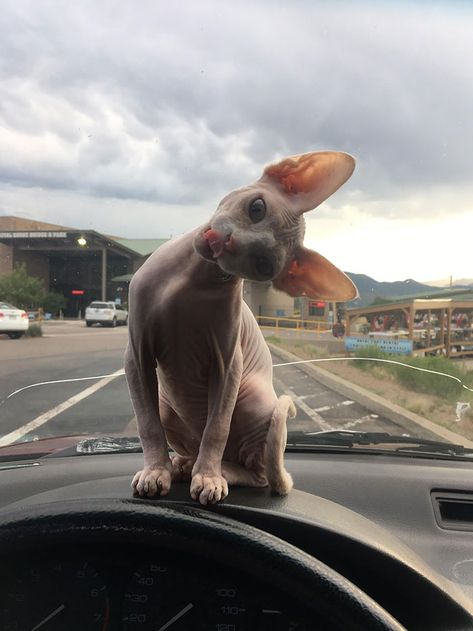 My Ride Or Die Girl Cute Hairless Cat, Sphinx Cat, Hairless Cat, Sphynx Cat, Cat Aesthetic, Sphynx, Pretty Cats, Cute Little Animals, Beautiful Cats