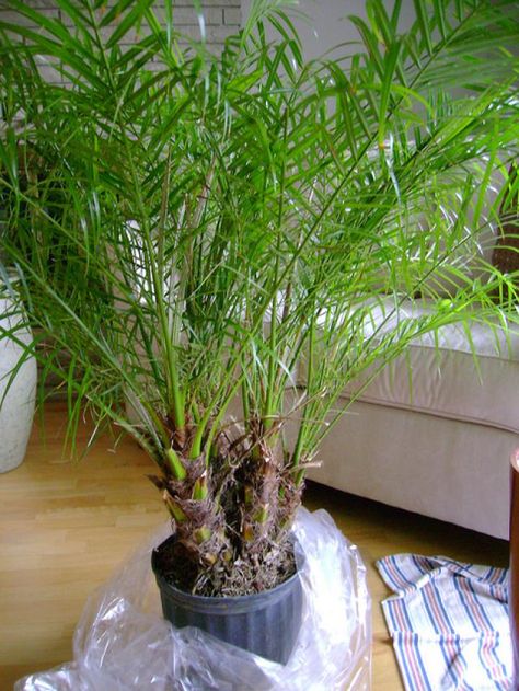 Tips on how to grow the pygmy date palm indoors, including advice on how to deal with yellowing fronds. Pygmy Date Palm Potted, Pygmy Date Palm, Indoor Plants Bedroom, Date Palms, Palm House Plants, Date Plant, Outdoor Gardens Landscaping, Date Palm, Cat Plants